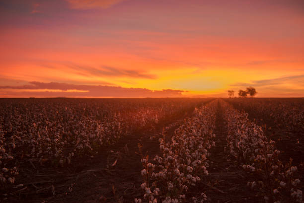 istock Cotton field in Oakey, Queensland 671182288