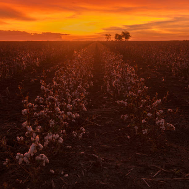 istock Cotton field in Oakey, Queensland 671182746