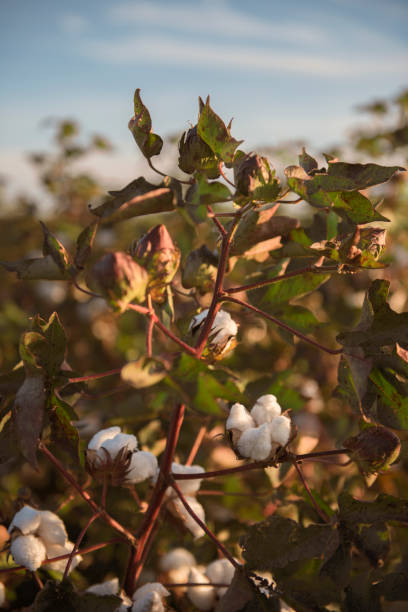 istock Cotton field in Oakey, Queensland 671183270