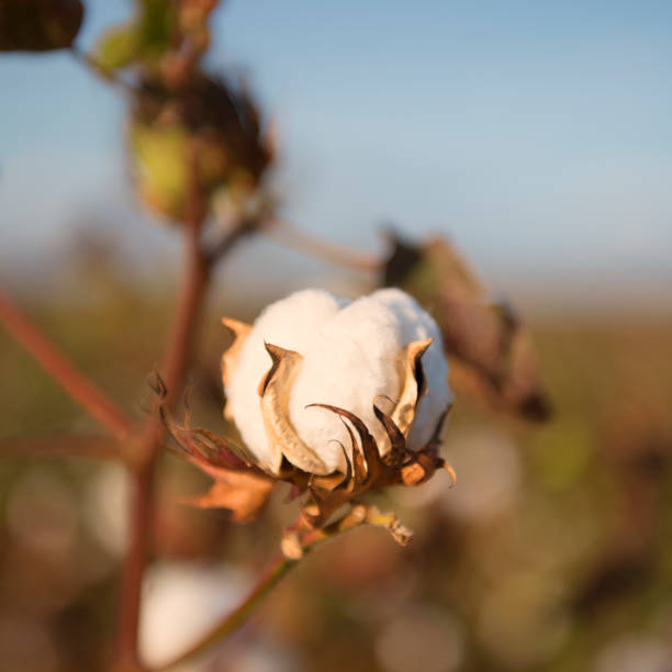 istock Cotton field in Oakey, Queensland 671183458