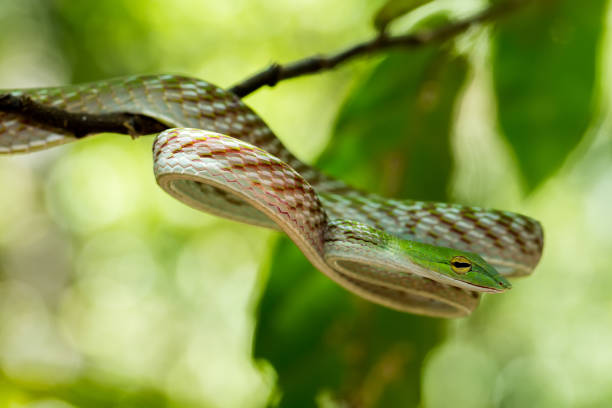 istock green Asian Vine Snake (Ahaetulla prasina) 671183966