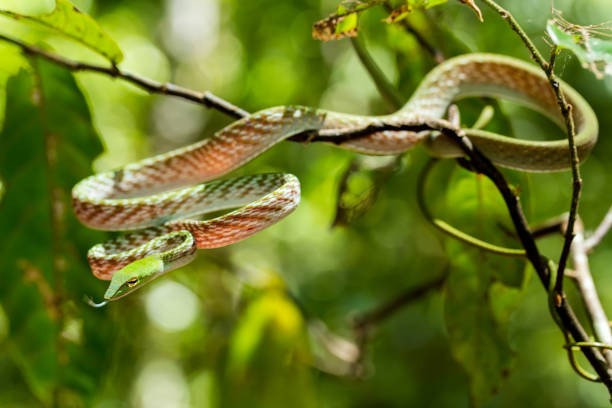 istock green Asian Vine Snake (Ahaetulla prasina) 671183994