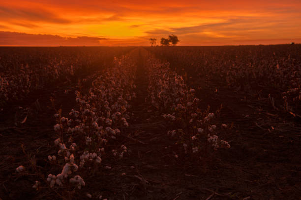 istock Cotton field in Oakey, Queensland 671184054