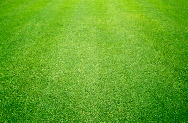 istock grass background Golf Courses green lawn 671184372