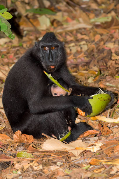 istock sulawesi monkey with baby Celebes crested macaque 671184478