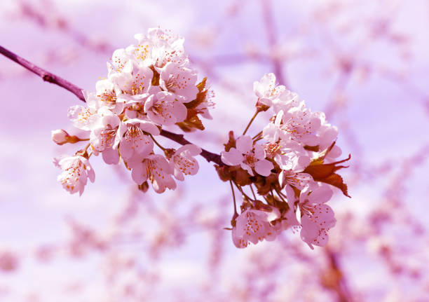 istock Spring blossoming branch of cherry tree. 671184506