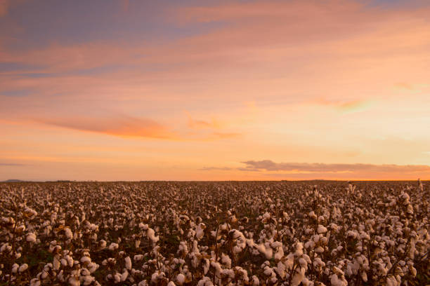 campo de algodão em oakey, queensland - cotton field agriculture plant - fotografias e filmes do acervo