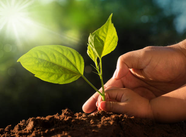 dziecko i ojciec ręce sadzenia młodego drzewa na zielonym tle - environment child earth green zdjęcia i obrazy z banku zdjęć