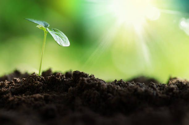 Young plant growing over green environment stock photo