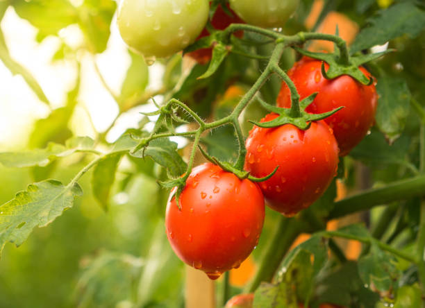 tomatenfrucht mit wassertropfen und sonnenlicht - cultivated growth agriculture vegetable stock-fotos und bilder