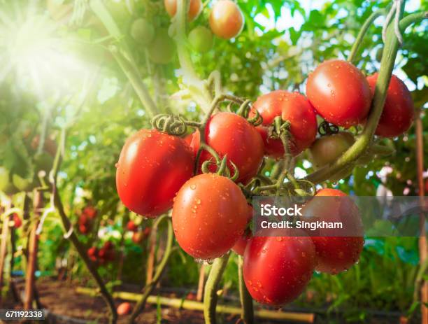 Photo libre de droit de Fruit De La Tomate Avec Goutte Deau Et Du Soleil banque d'images et plus d'images libres de droit de Tomate - Tomate, Champ, Culture agricole