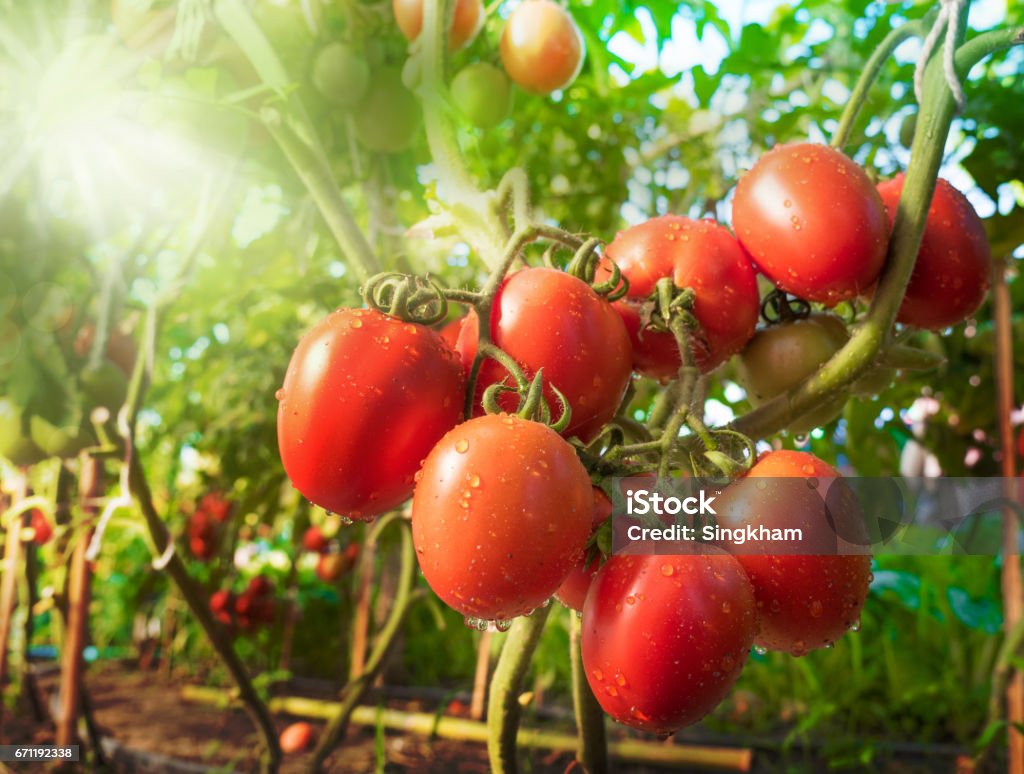 Frutto di pomodoro con goccia d'acqua e luce solare - Foto stock royalty-free di Pomodoro