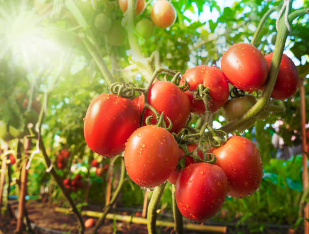 Tomato fruit with water drop and sunlight stock photo