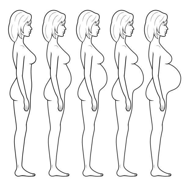 Illustration of a pregnant woman's figure vector art illustration