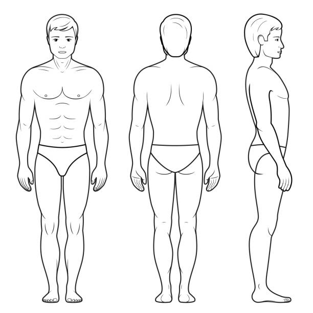 ilustrações de stock, clip art, desenhos animados e ícones de illustration of male figure - dorso humano