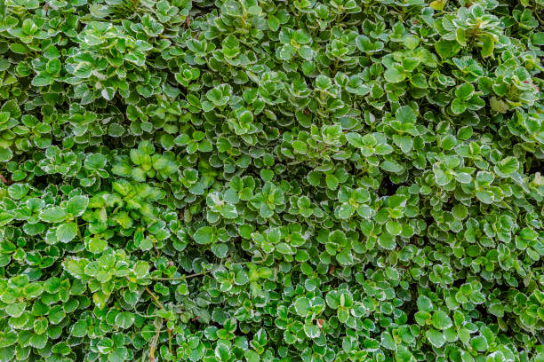 Plant wall stock photo