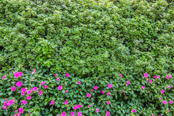 Plant wall stock photo