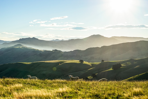 Ovejas en Nueva Zelanda photo