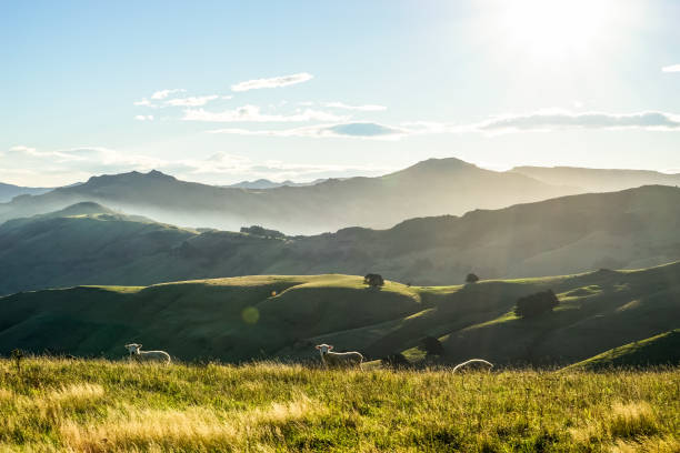 овцы в новой зеландии - new zealand стоковые фото и изображения