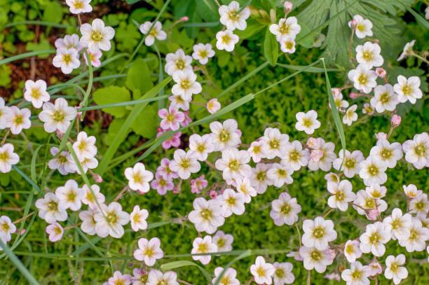 istock Pink evening primrose (Oenothera speciosa) flower 671197136