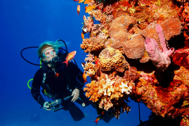 подводный дайвер изучает и наслаждаясь коралловый риф море жизни спортивные женщины подводный фотограф - scuba diving animal water one person стоковые фото и изображения
