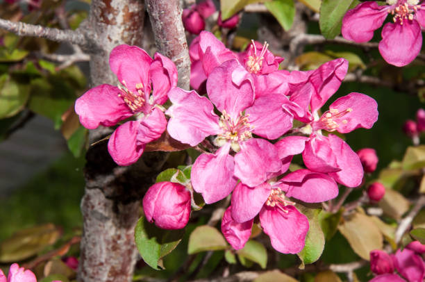 istock Flowers of the Apple-tree red color 671200848