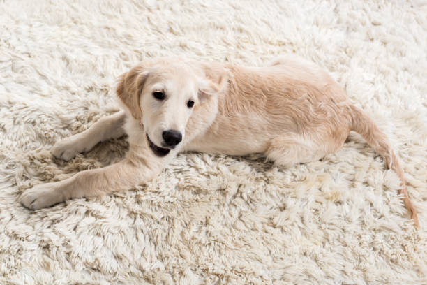 istock Golden retriever puppy 671203160