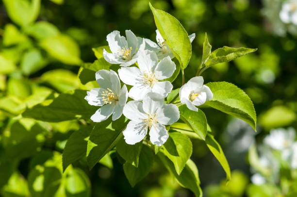 istock Flowers of the Apple-tree white color 671206842