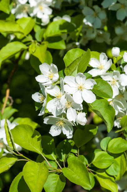 istock Flowers of the Apple-tree white color 671206866