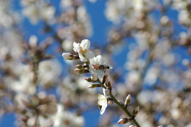 istock Almond blossom in Spain 671208142