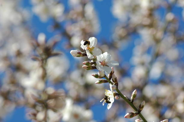 istock Almond blossom in Spain 671210340