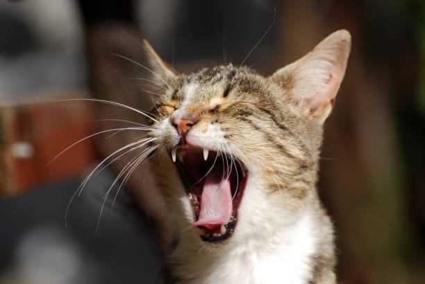 istock Portrait of yawning cat . 671210404