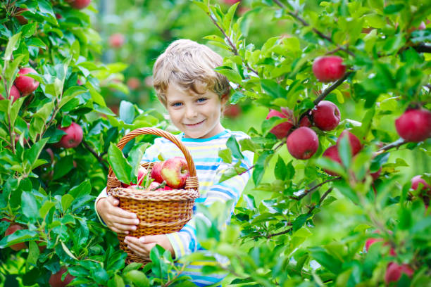 小さなお子様の少年ピッキングファーム秋に赤いリンゴ - orchard child crop little boys ストックフォトと画像