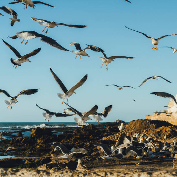 Seagulls on the beach of Essaouira, Morocco