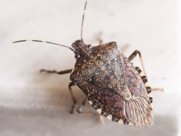 istock brown marmorated stink bug insect animal 671216550