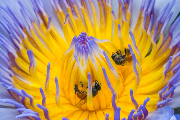 istock Beautiful waterlily or lotus flower with bee. 671216770