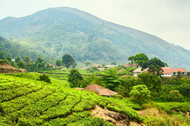 istock Tea plantations of India 671218176