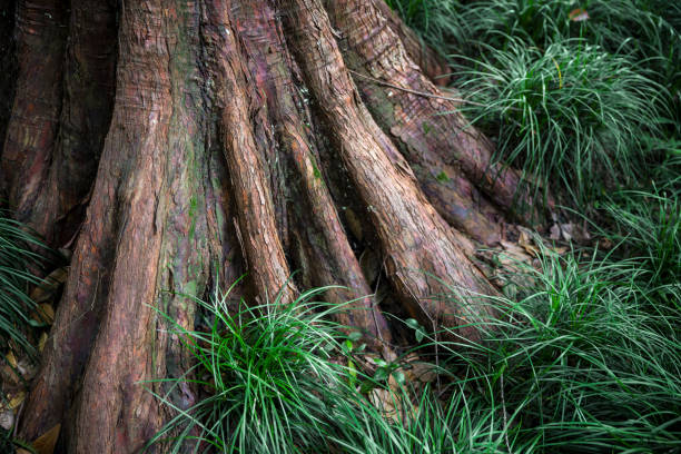 Roots background stock photo