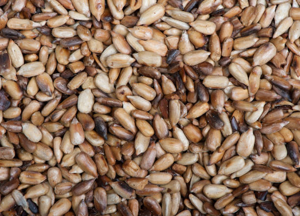 istock peeled sunflower seeds 671218518