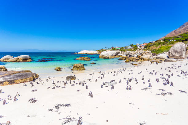 istock African Penguins at Boulder's Beach 671220962