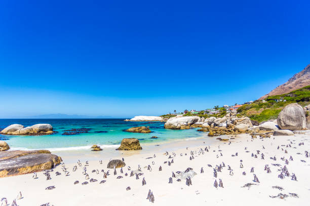African Penguins at Boulder's Beach Boulder’s Beach is the must-go place to spot African Penguins in Cape Town. They are used to swin around people and visitors, posing for pictures and more. boulder beach western cape province photos stock pictures, royalty-free photos & images