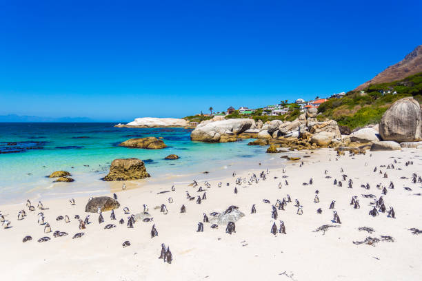 istock African Penguins at Boulder's Beach 671222742
