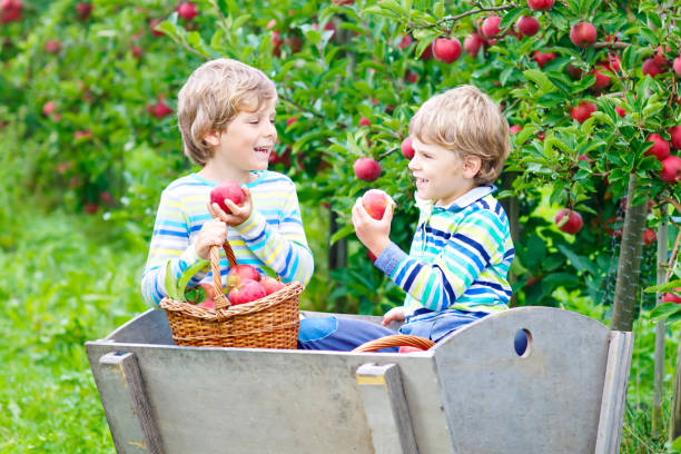 dois adoráveis feliz filhos meninos colhendo e comendo maçã vermelha - orchard child crop little boys - fotografias e filmes do acervo