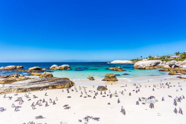 istock African Penguins at Boulder's Beach 671223146