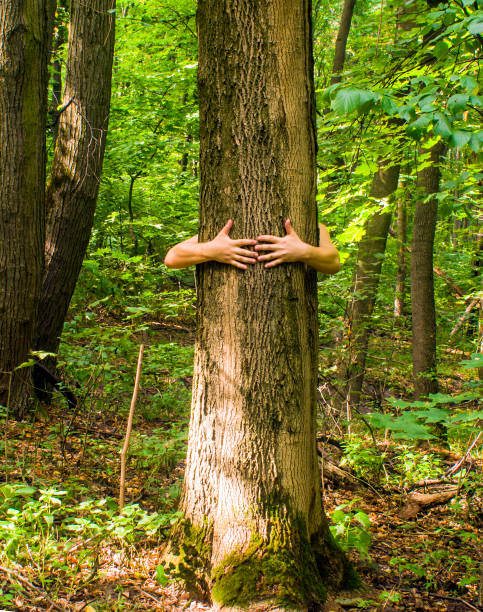 istock Tree hugging. Close-up of hands hugging tree a 671223350