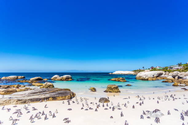 istock African Penguins at Boulder's Beach 671226794