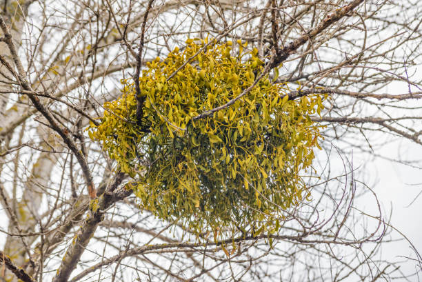 istock Viscum Album on the Tree 671227862