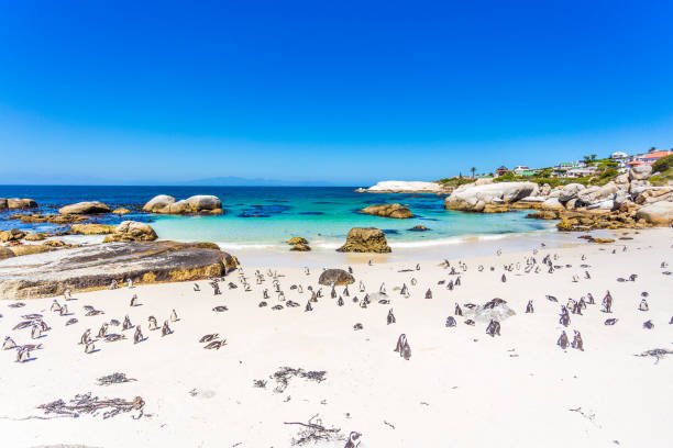 istock African Penguins at Boulder's Beach 671227874