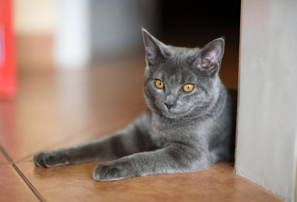 istock Young Chartreux by the door 671228272