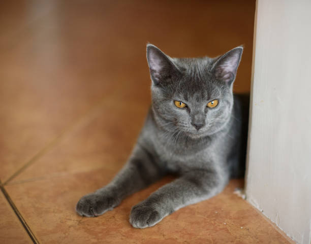 istock Chartreux by the door 671228974